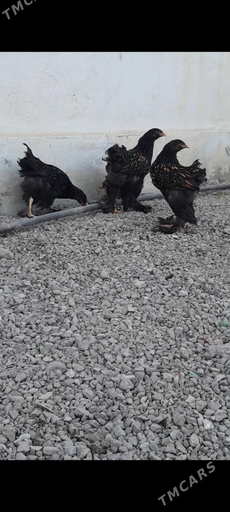 Laset juyje - Büzmeýin - img 6