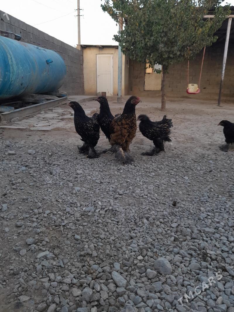 Laset juyje - Büzmeýin - img 2