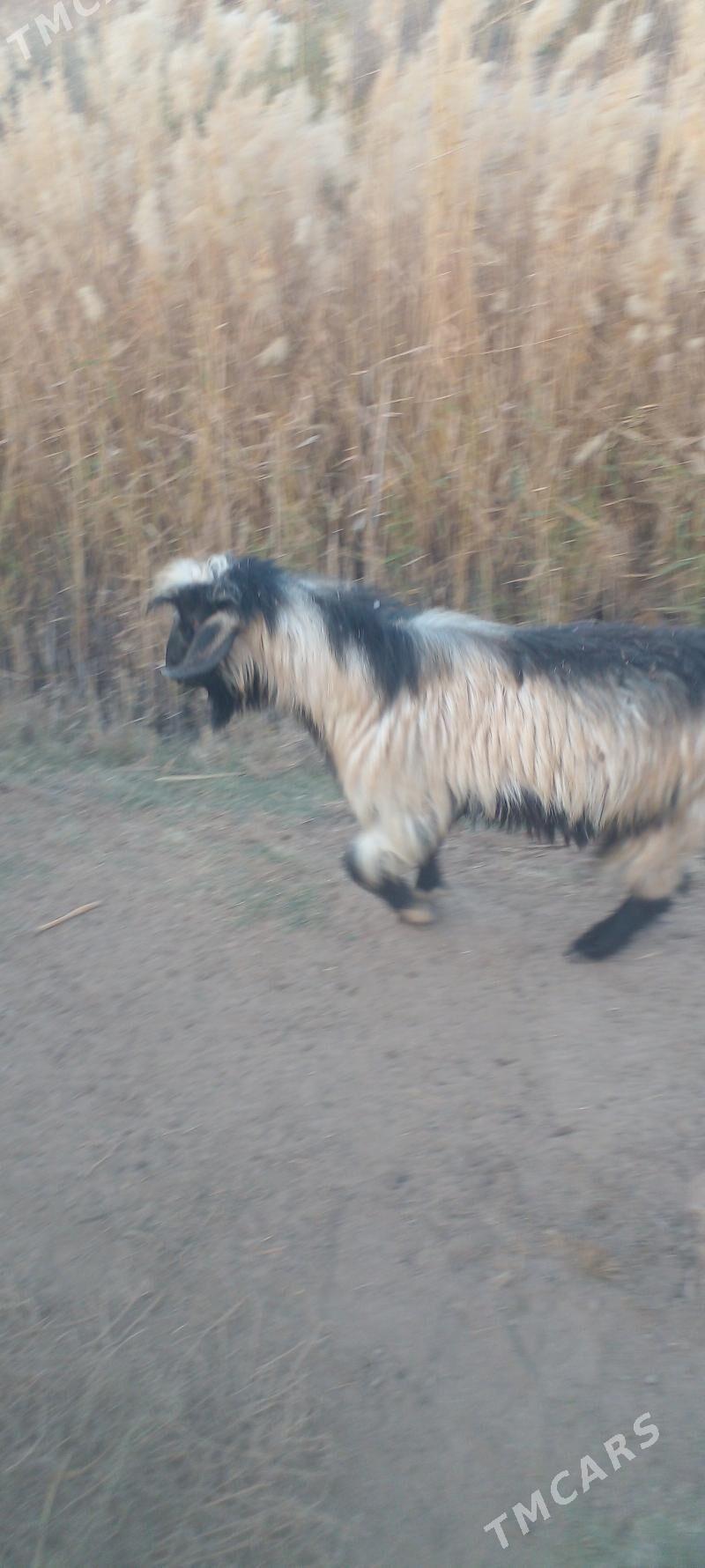 Kelek tekeler - Tejen - img 2