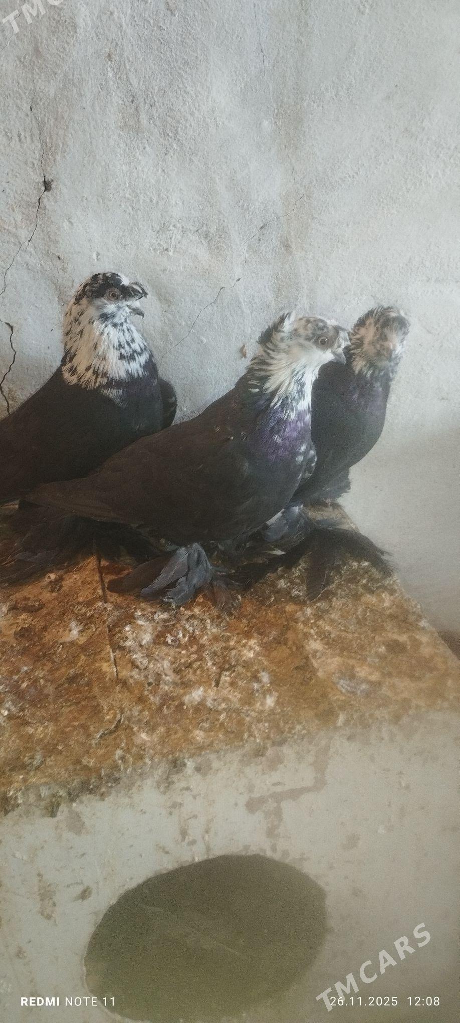 Kepderi - Мургап - img 3