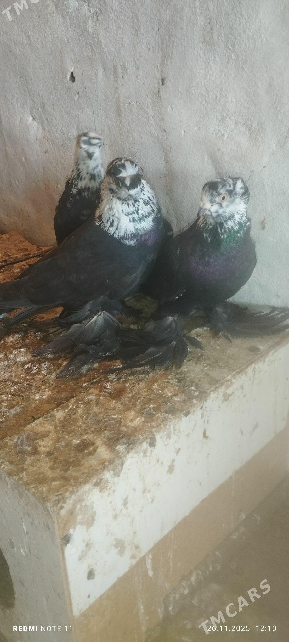 Kepderi - Мургап - img 6