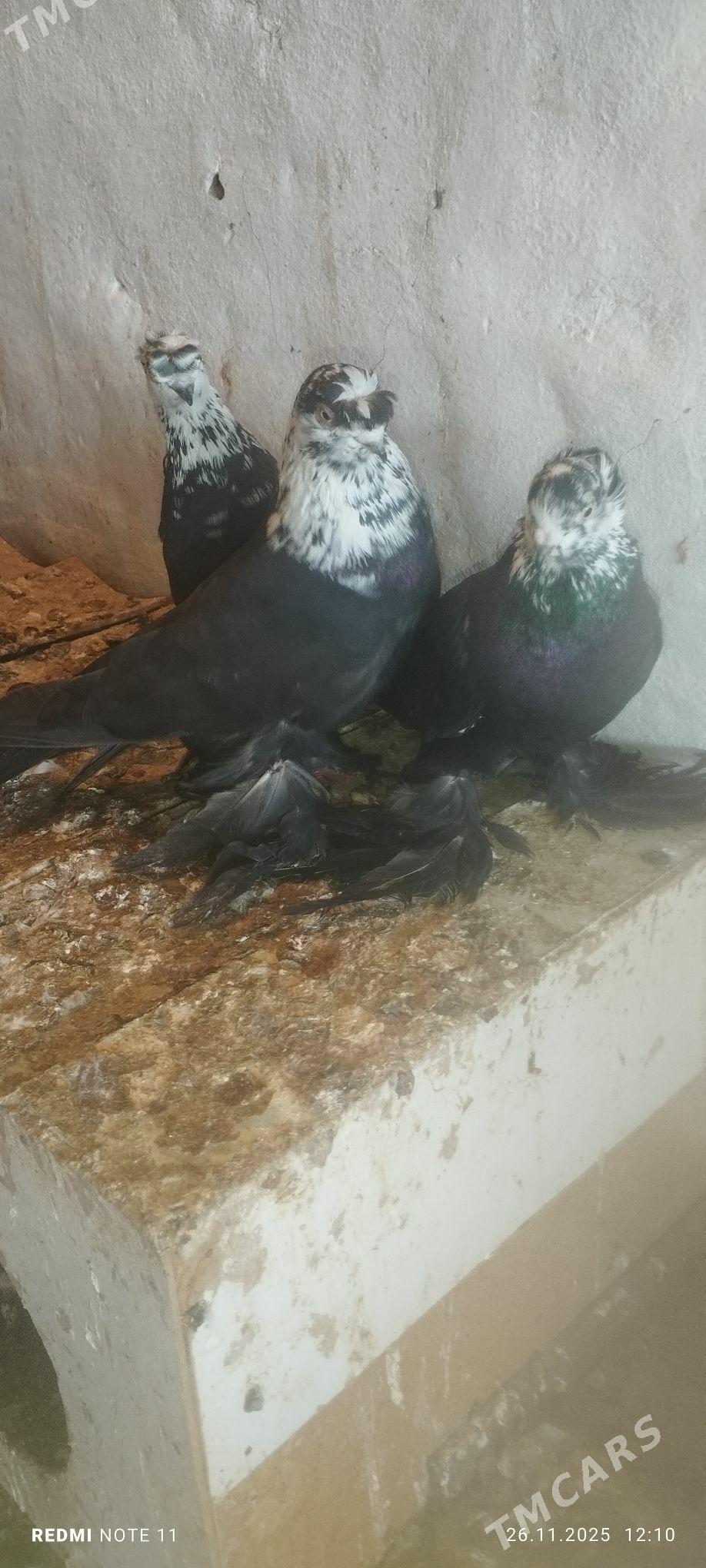 Kepderi - Мургап - img 5