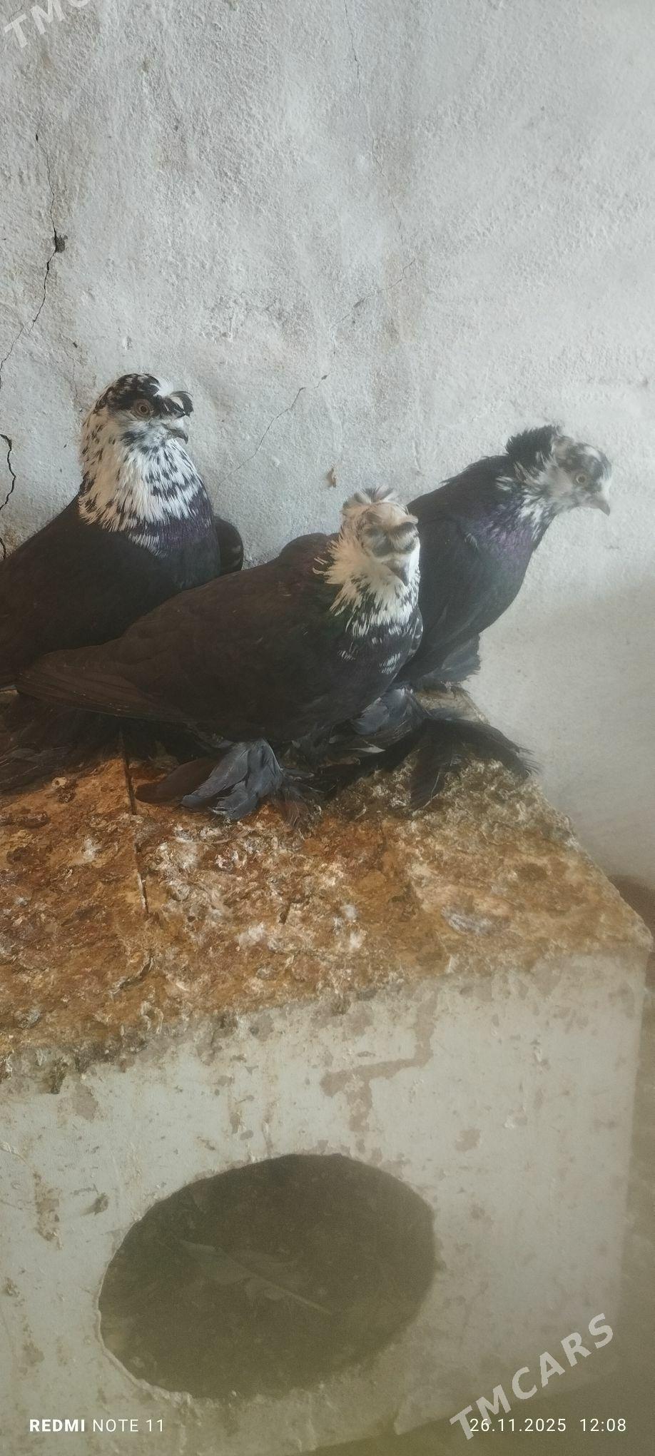 Kepderi - Мургап - img 4