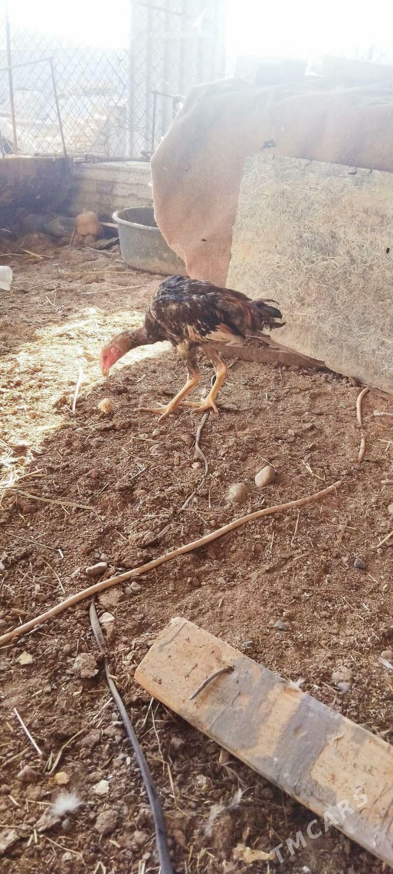 jüýje - Tejen - img 2