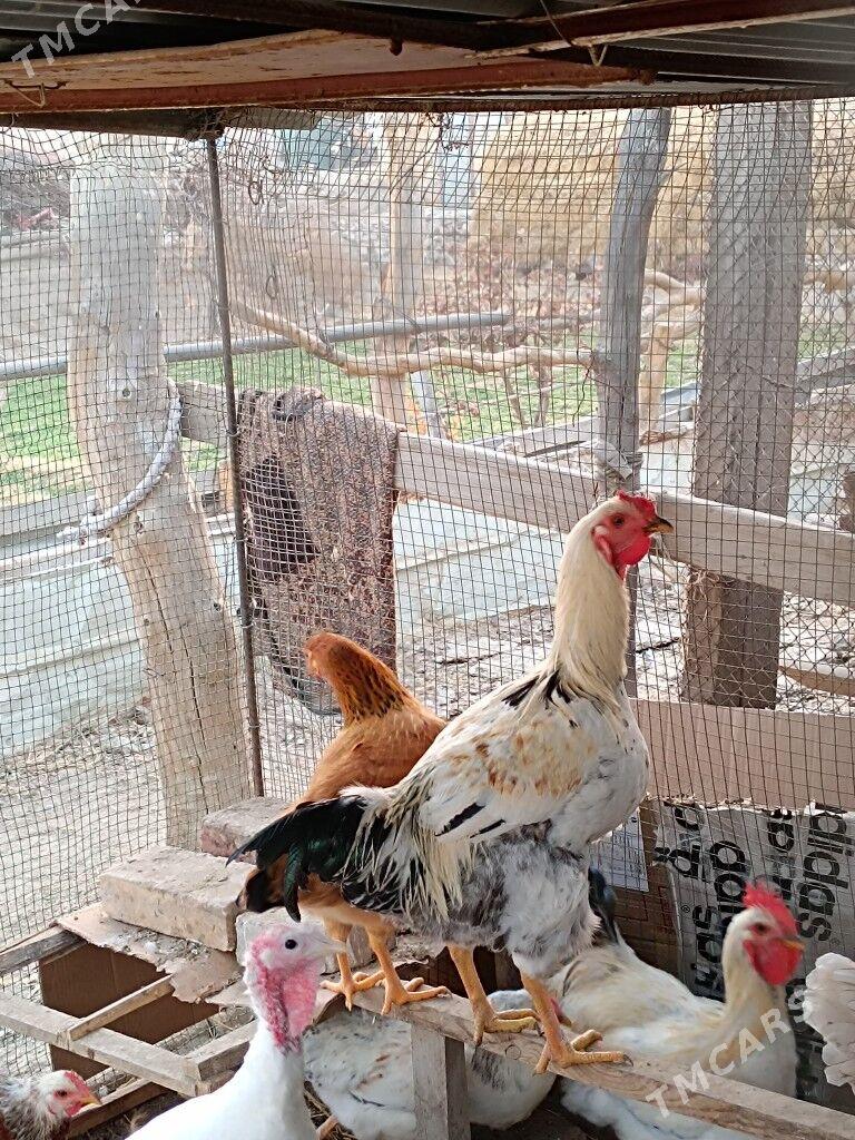 Gigant horazlar - Farap - img 2