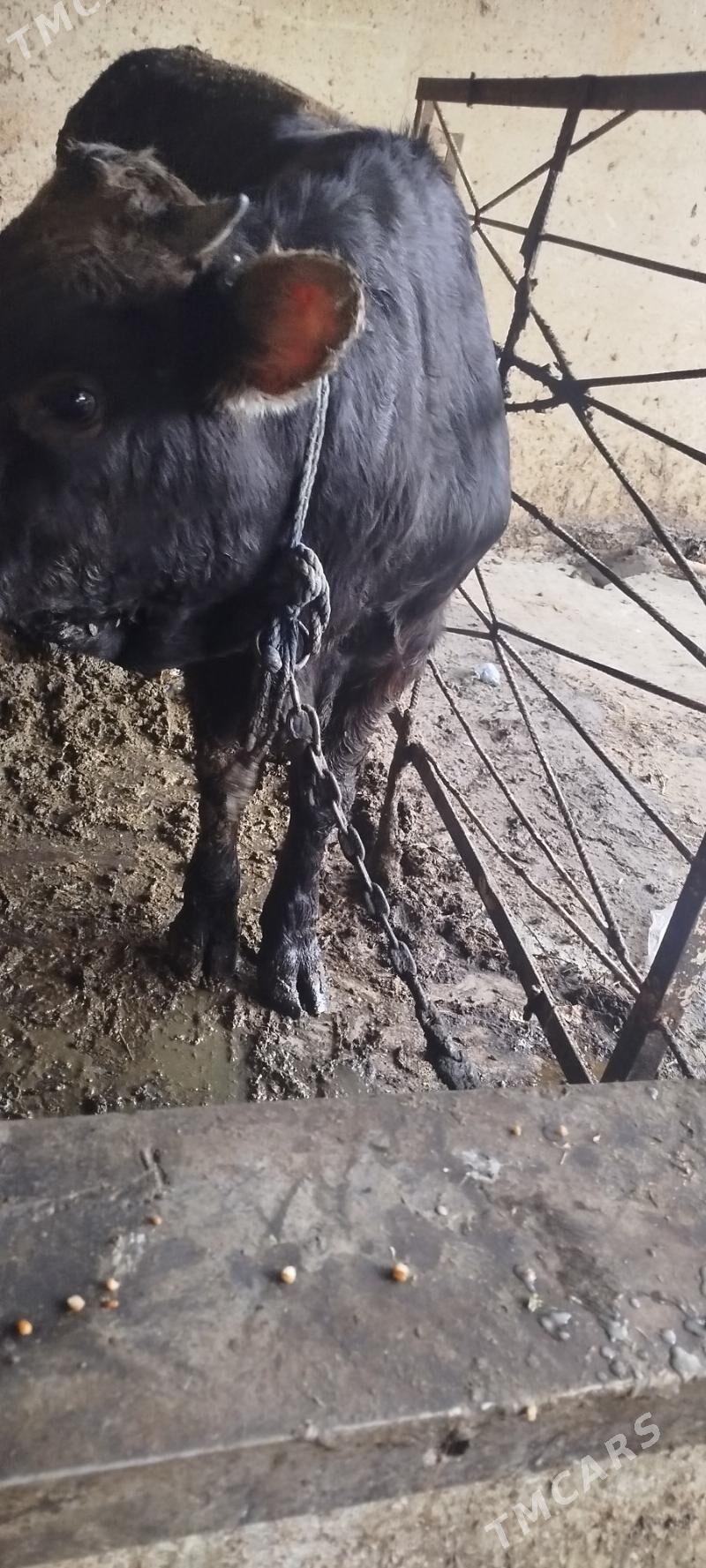 ULY ÖKÜZ LER - Бахарден - img 6