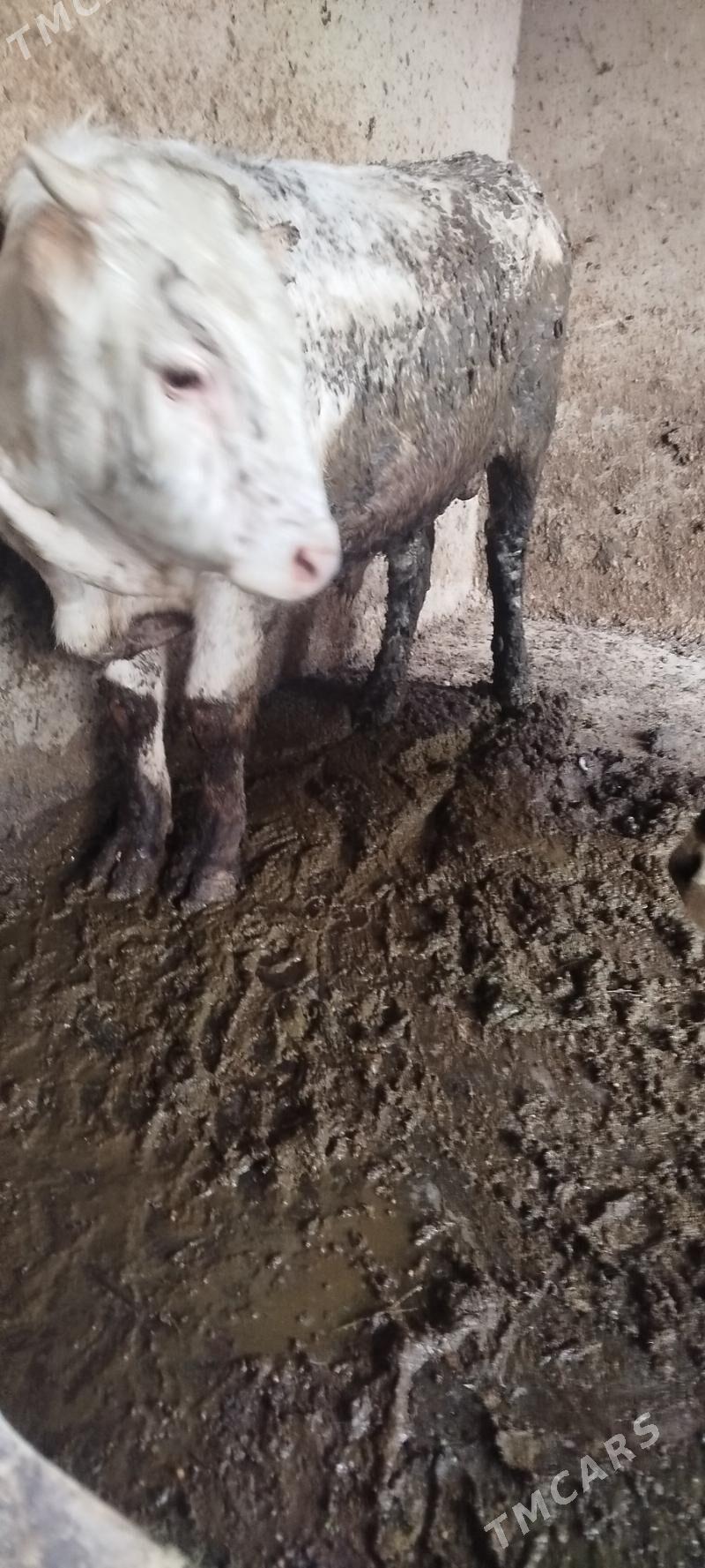 ULY ÖKÜZ LER - Бахарден - img 3