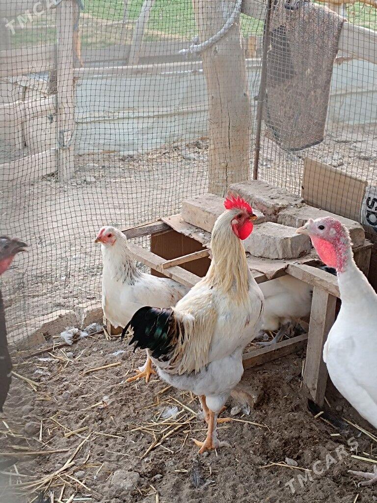 Gigant horazlar - Farap - img 7