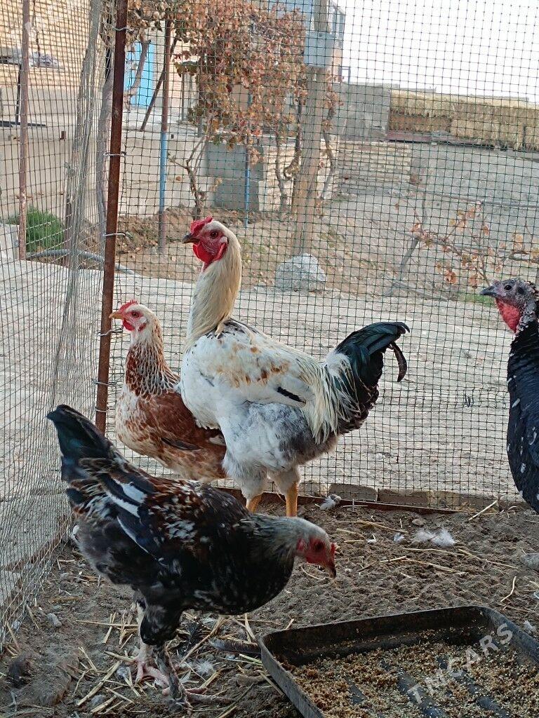 Gigant horazlar - Farap - img 6