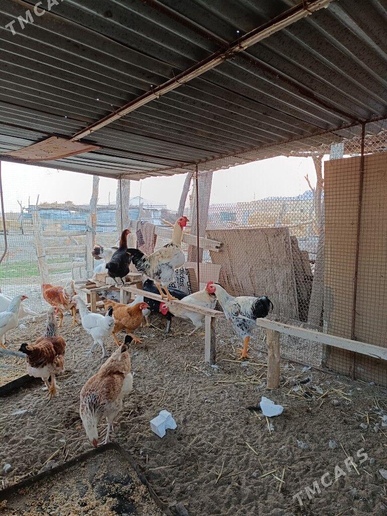 Gigant horazlar - Farap - img 4