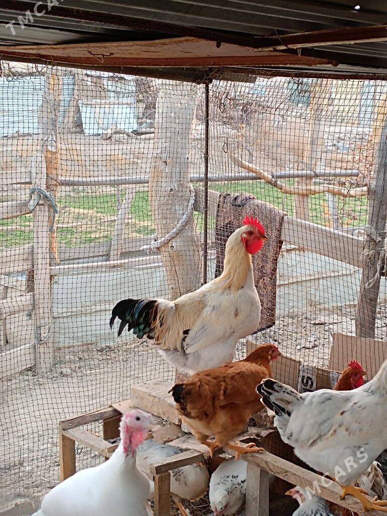 Gigant horazlar - Farap - img 3