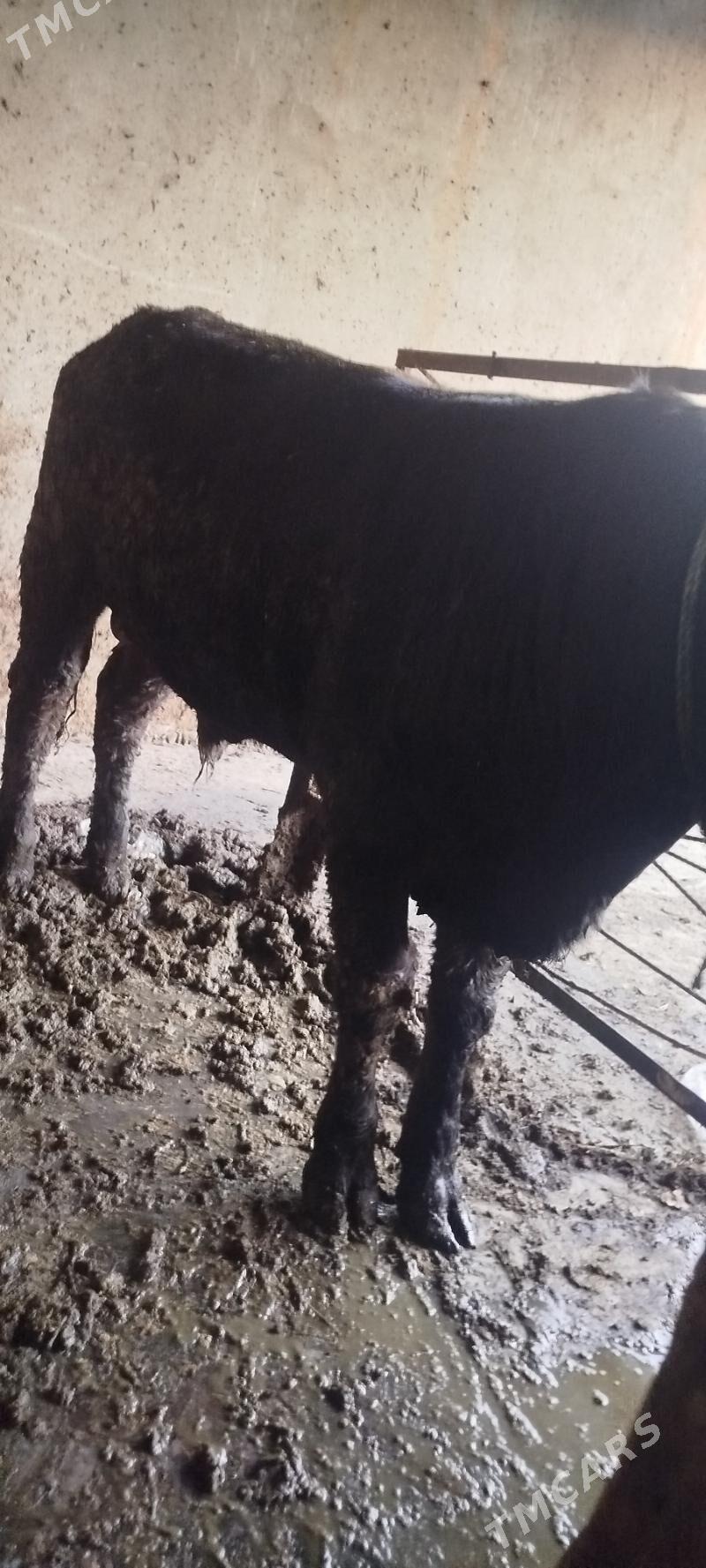 ULY ÖKÜZ LER - Бахарден - img 5