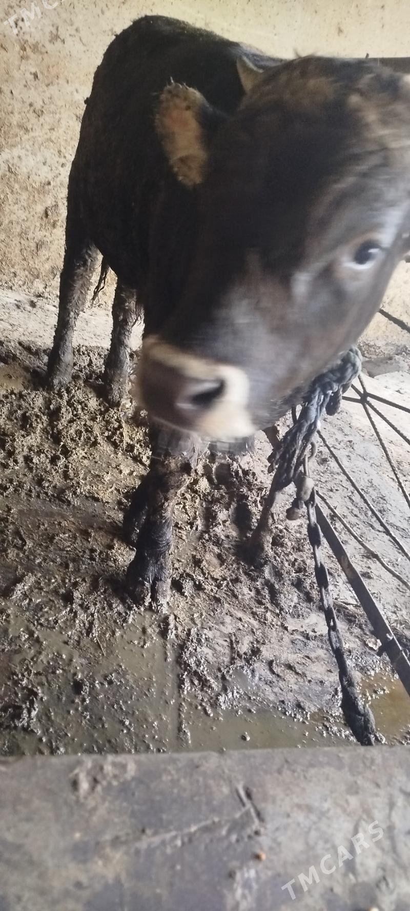 ULY ÖKÜZ LER - Бахарден - img 2