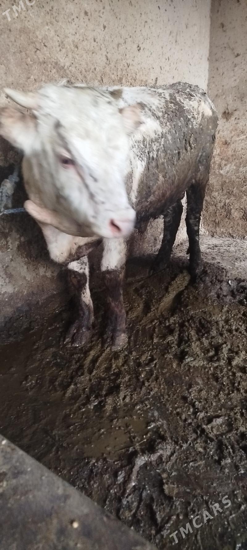 ULY ÖKÜZ LER - Бахарден - img 4