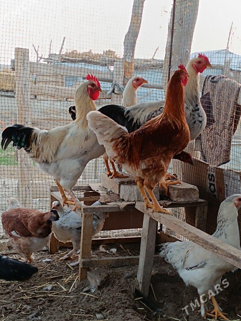 Gigant horazlar - Farap - img 5