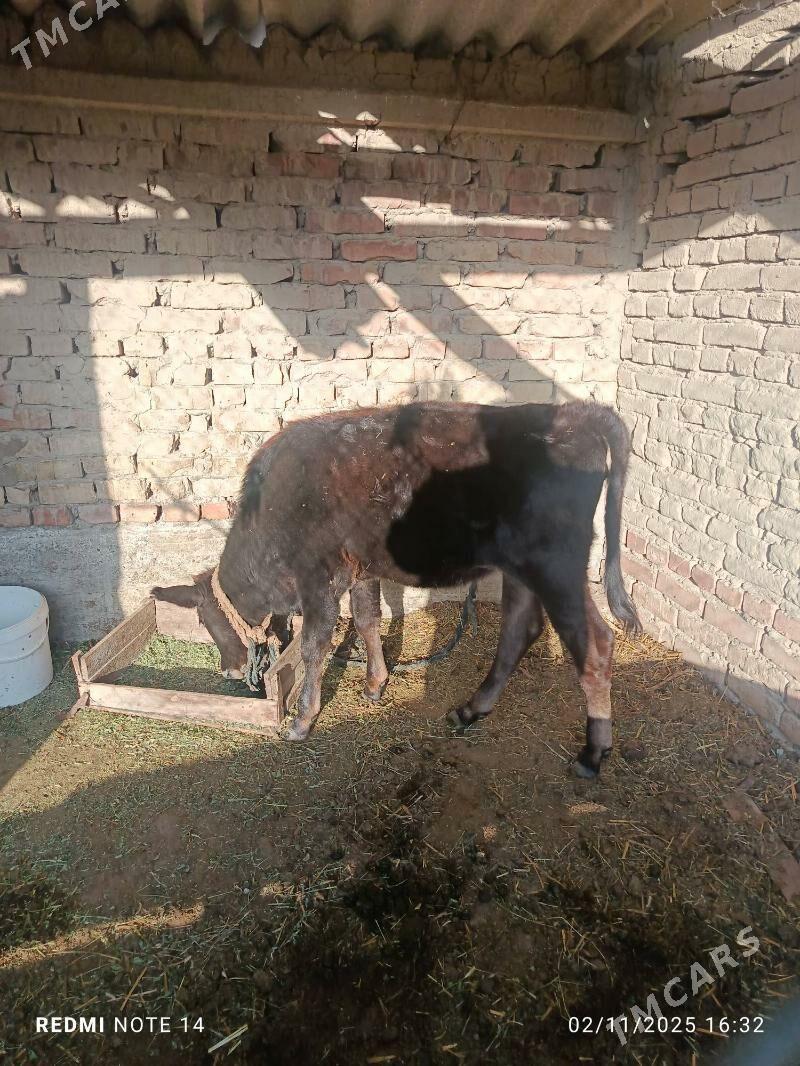 sygyr goleli - Bäherden - img 2