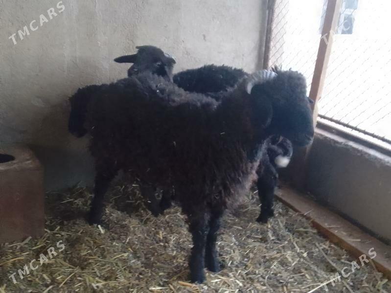 tokly - Bagyr - img 2