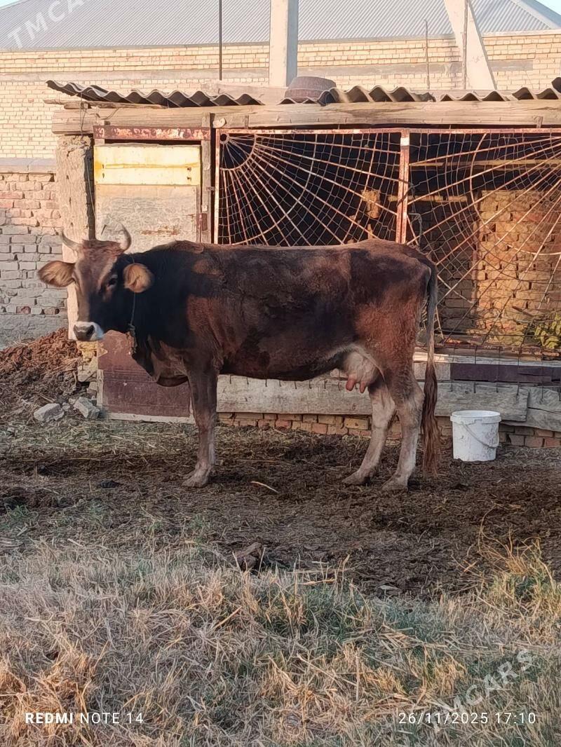 sygyr goleli - Bäherden - img 1