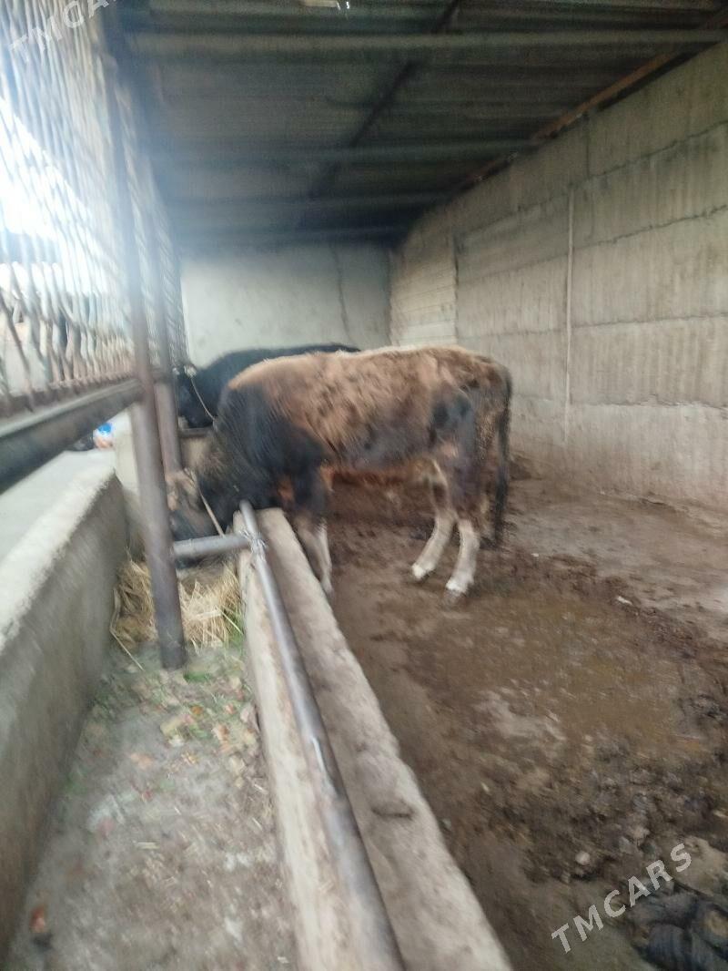 okúz - Гёкдже - img 3