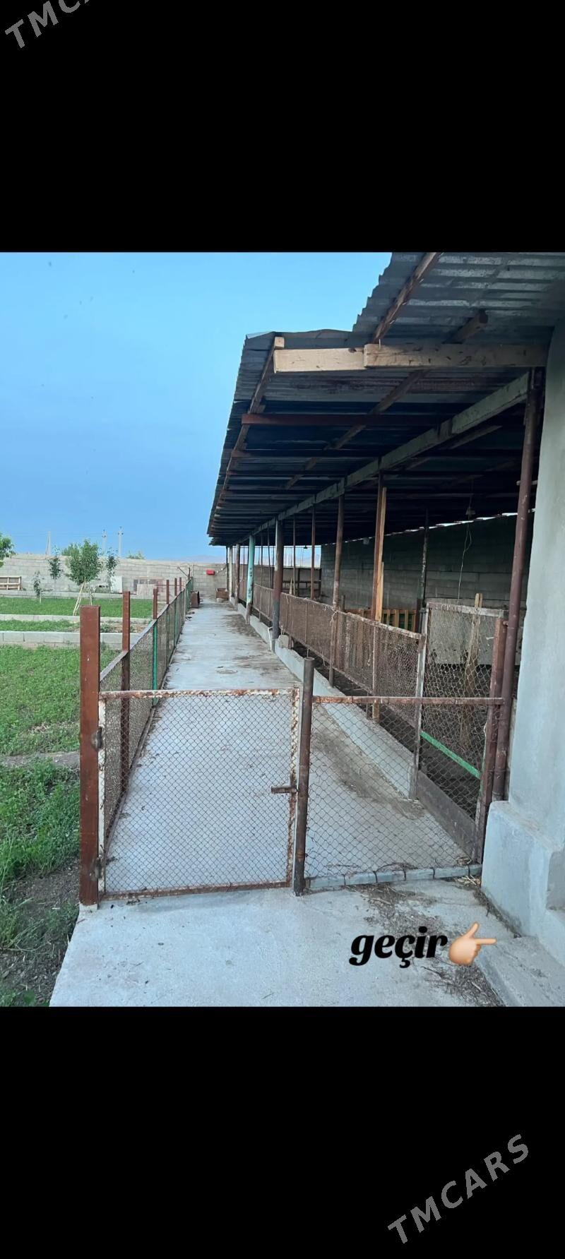 Satlyk jay Gäwers - Ak bugdaý etraby - img 6