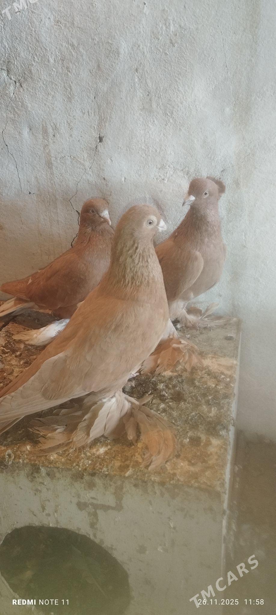 Kepderi - Murgap - img 4