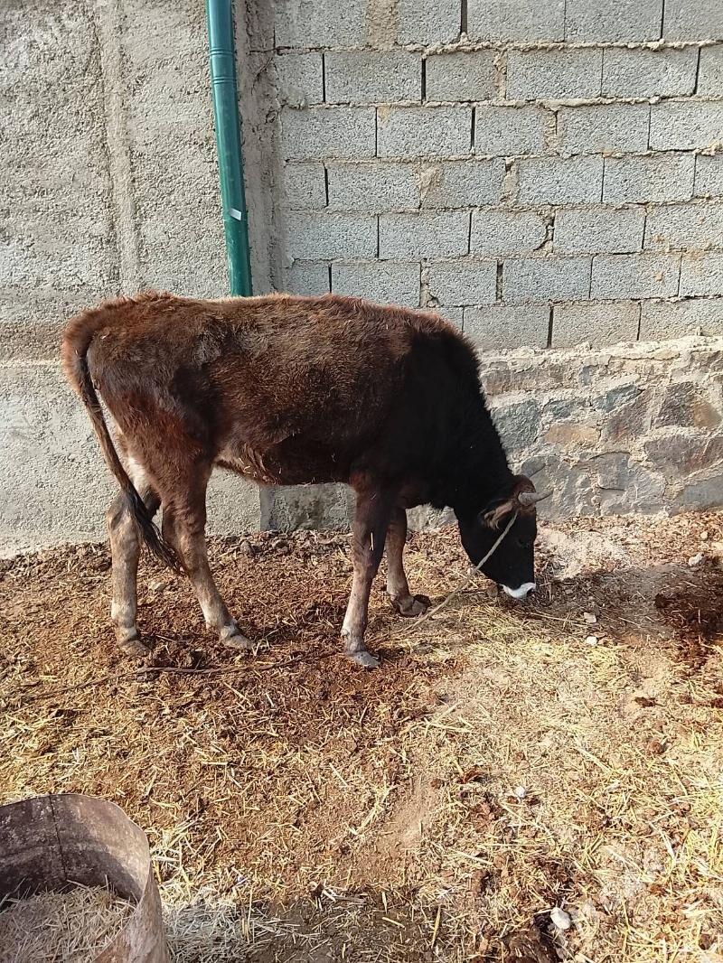 Gaçar - Берекет - img 3