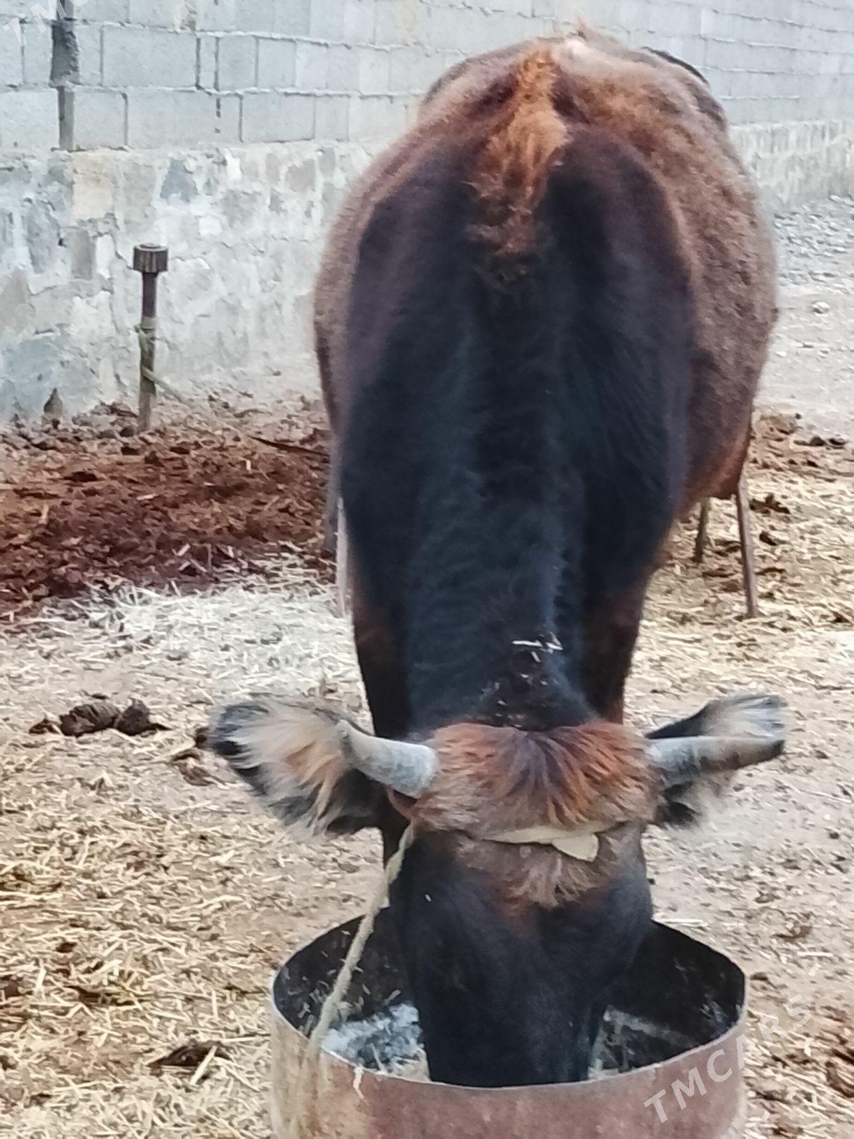 Gaçar - Берекет - img 2
