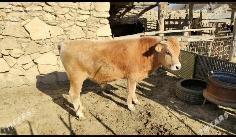 Öküz - Этрек - img 2