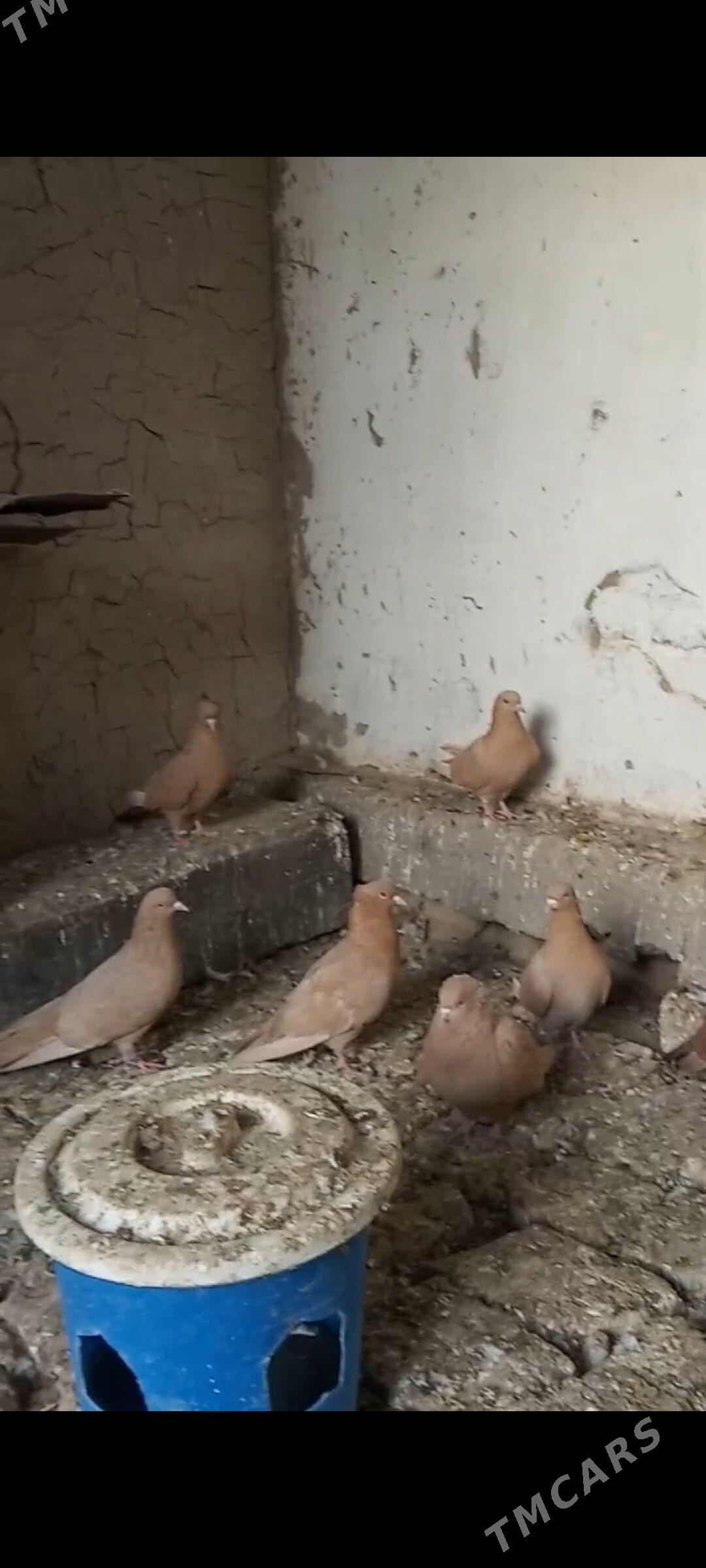 Kepderi - Mary - img 3