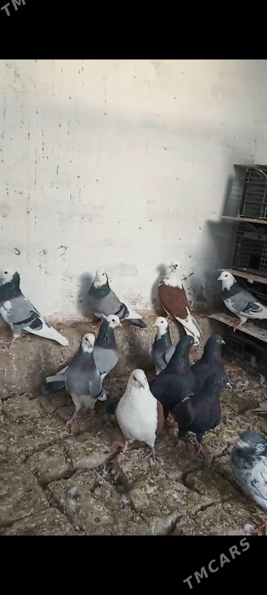 Kepderi - Mary - img 2