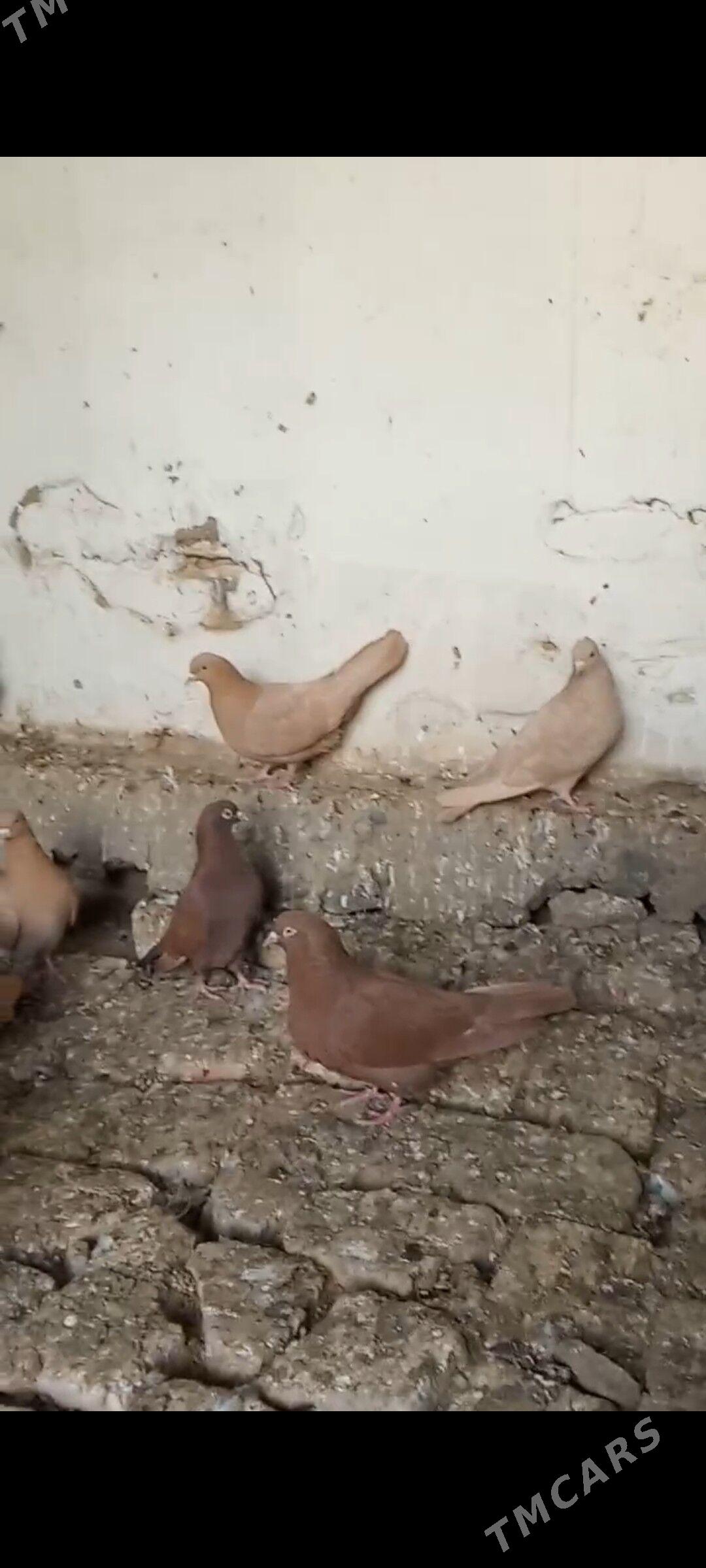 Kepderi - Mary - img 4