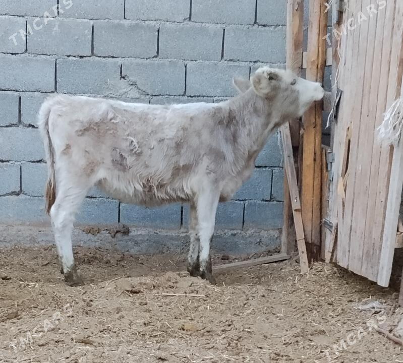 Siwe tuwe - Бахарден - img 2