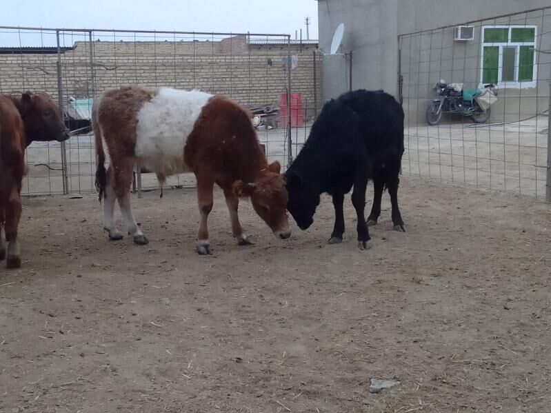 сыгыр - Bereket - img 3