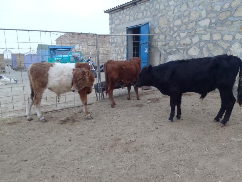 сыгыр - Bereket - img 4