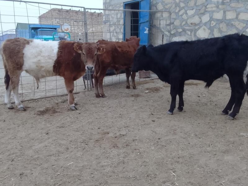 сыгыр - Bereket - img 2