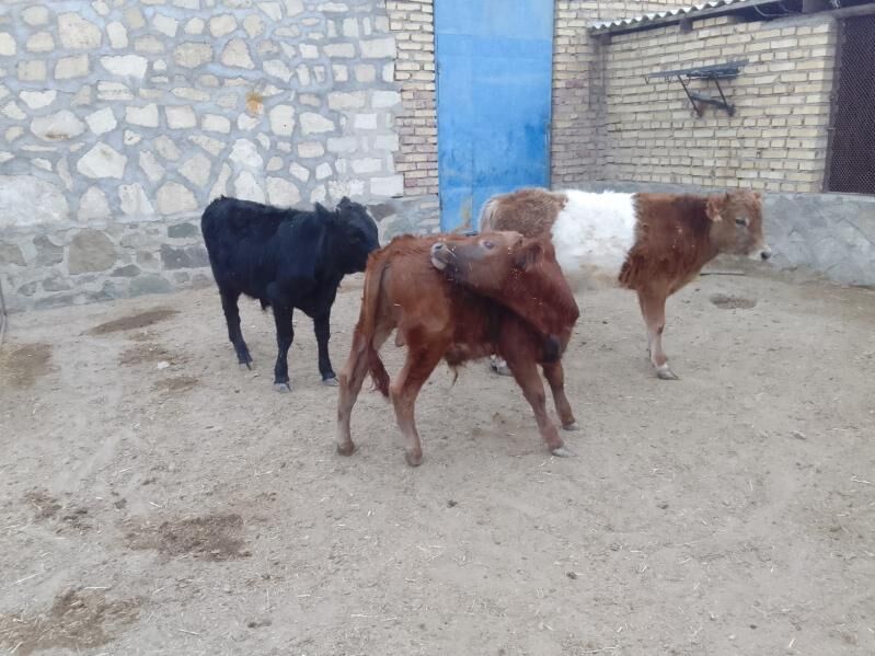 сыгыр - Bereket - img 5