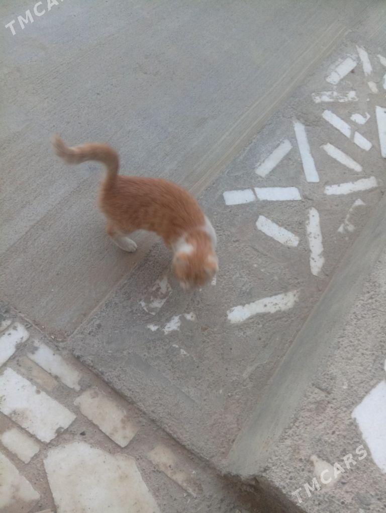 котйонок pişik - Анев - img 2