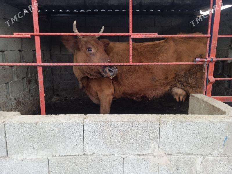 sygyr - Gypjak - img 1