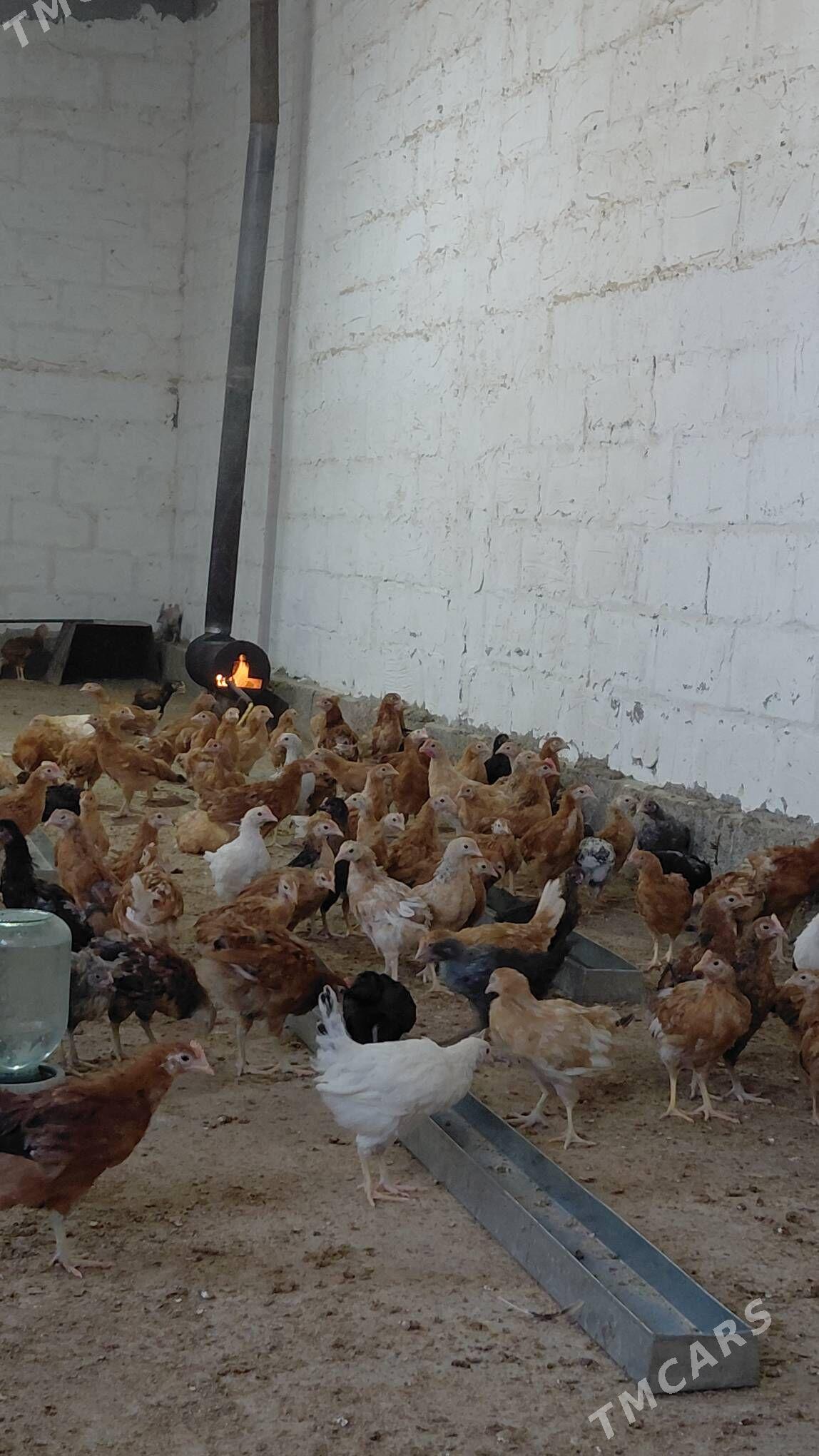 juyje - Gökdepe - img 7