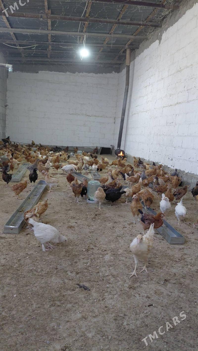 juyje - Gökdepe - img 6