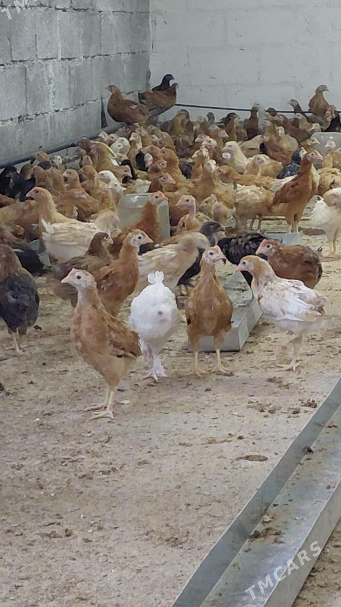 juyje - Gökdepe - img 5