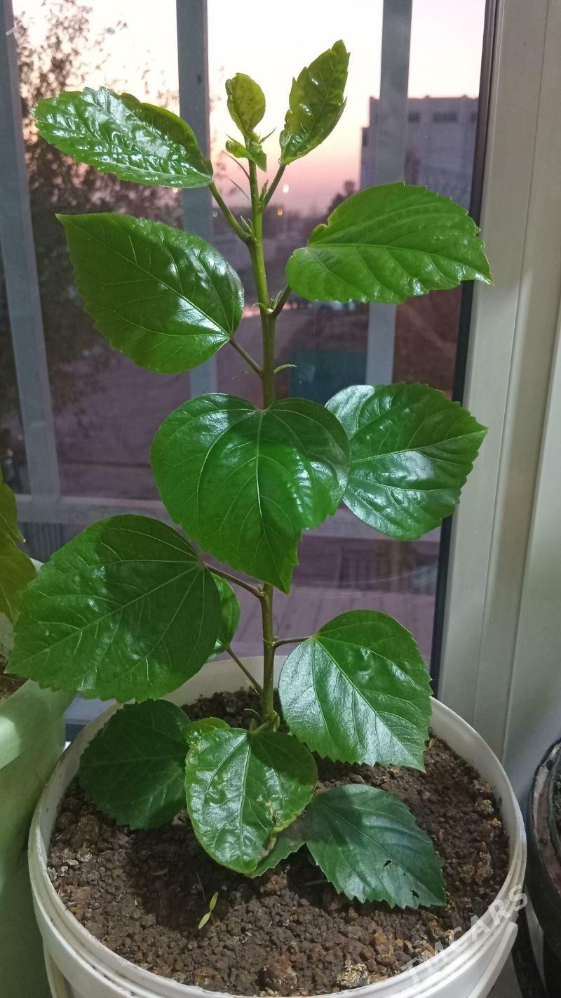 kitayiski roza - Туркменабат - img 5