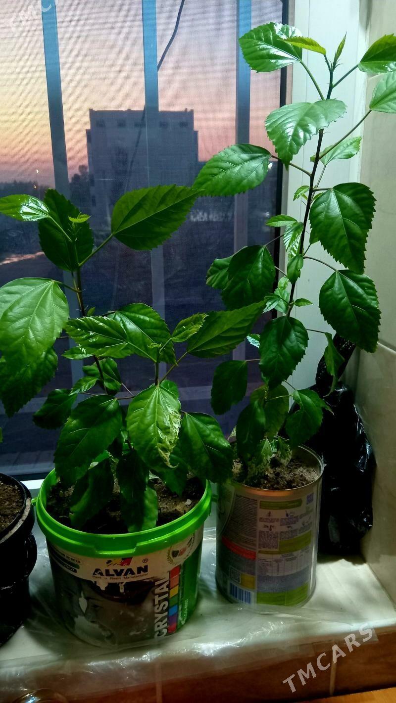 kitayiski roza - Туркменабат - img 1