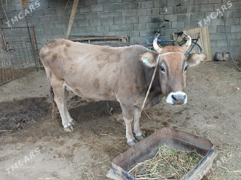 Sygyr - Gökdepe - img 2