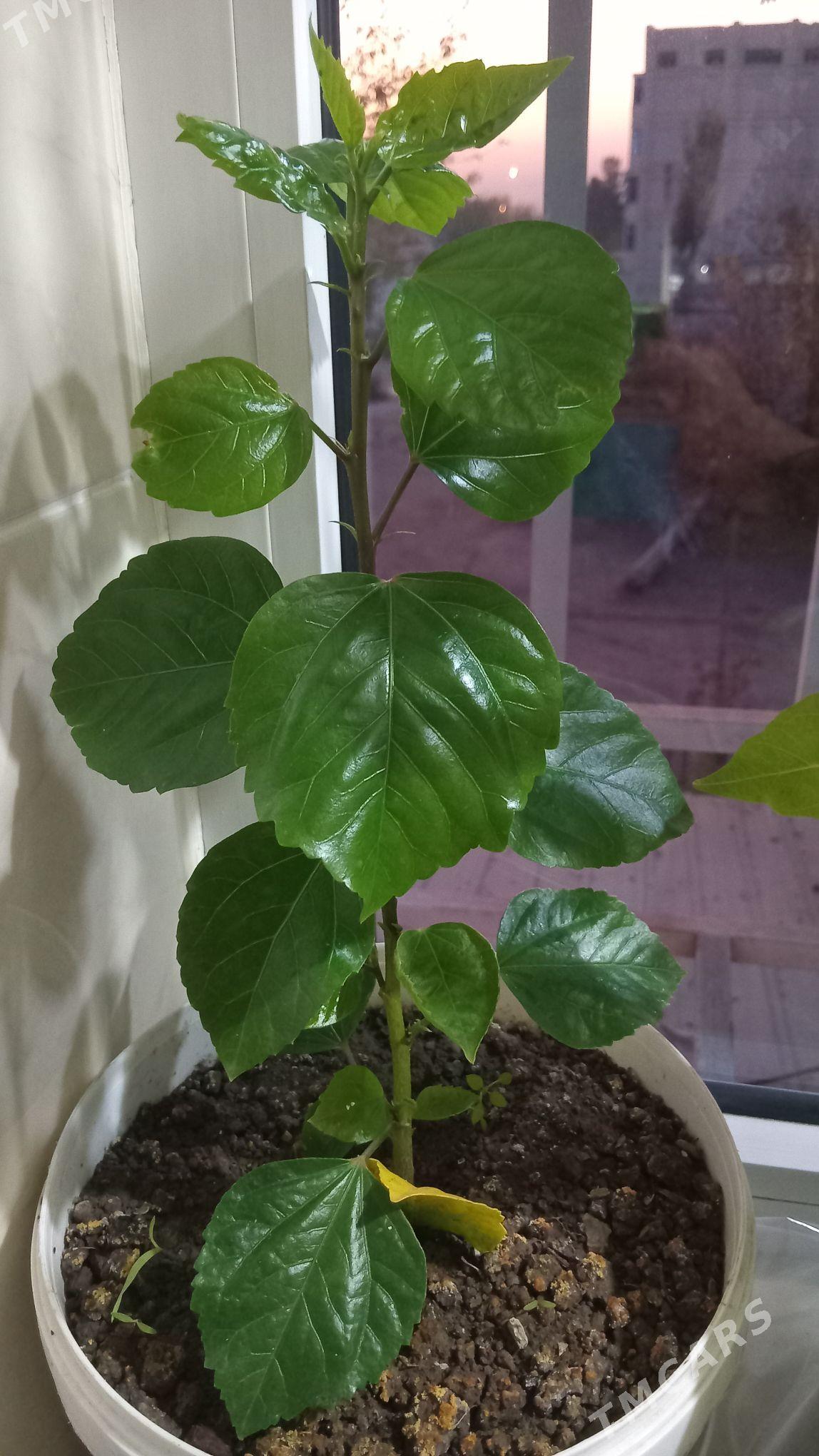 kitayiski roza - Туркменабат - img 4