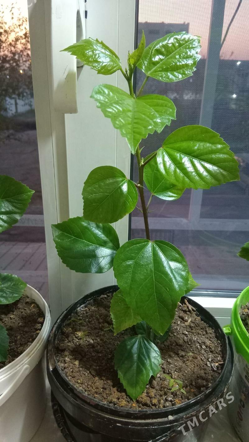 kitayiski roza - Туркменабат - img 2