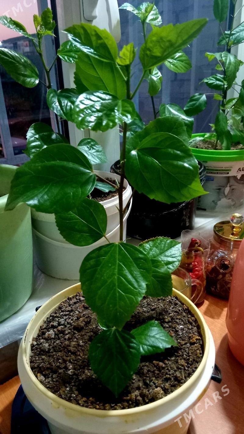 kitayiski roza - Туркменабат - img 3