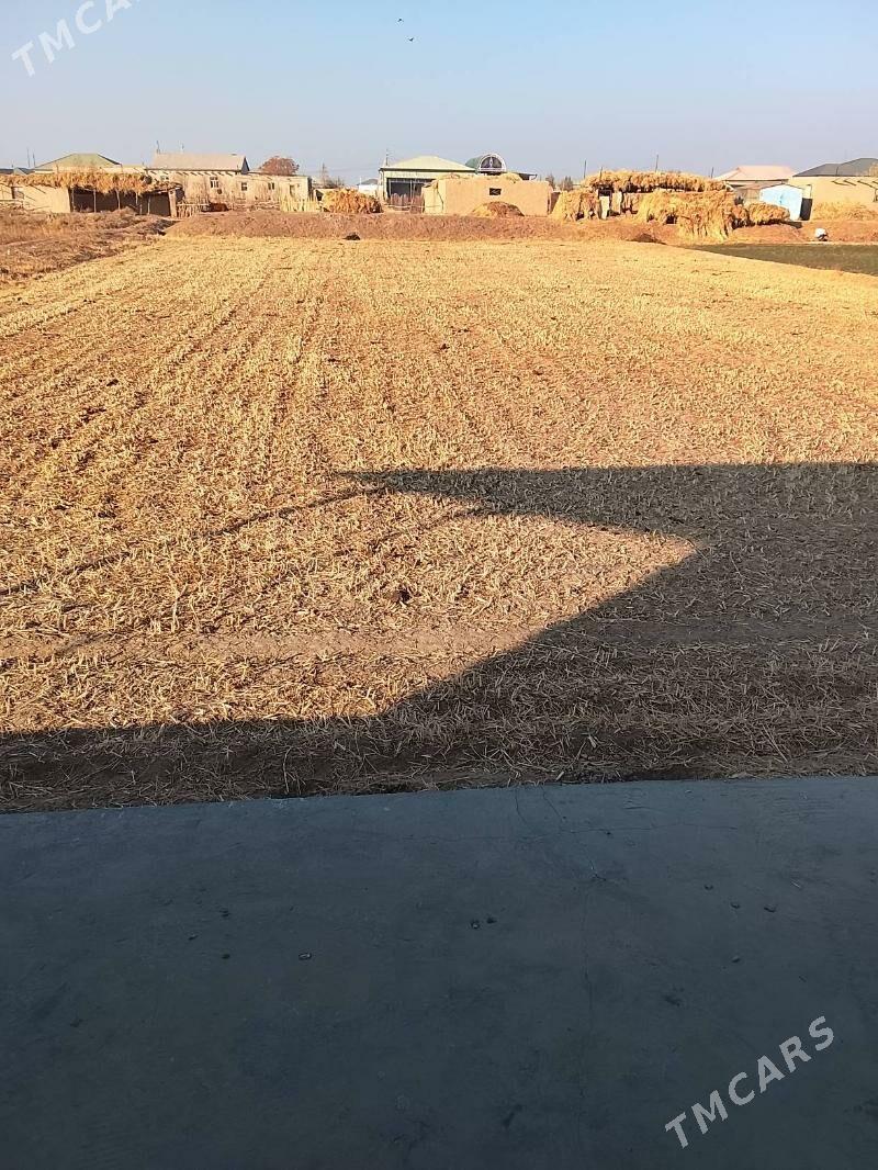 satlyk jaylar - Şabat etr. - img 6