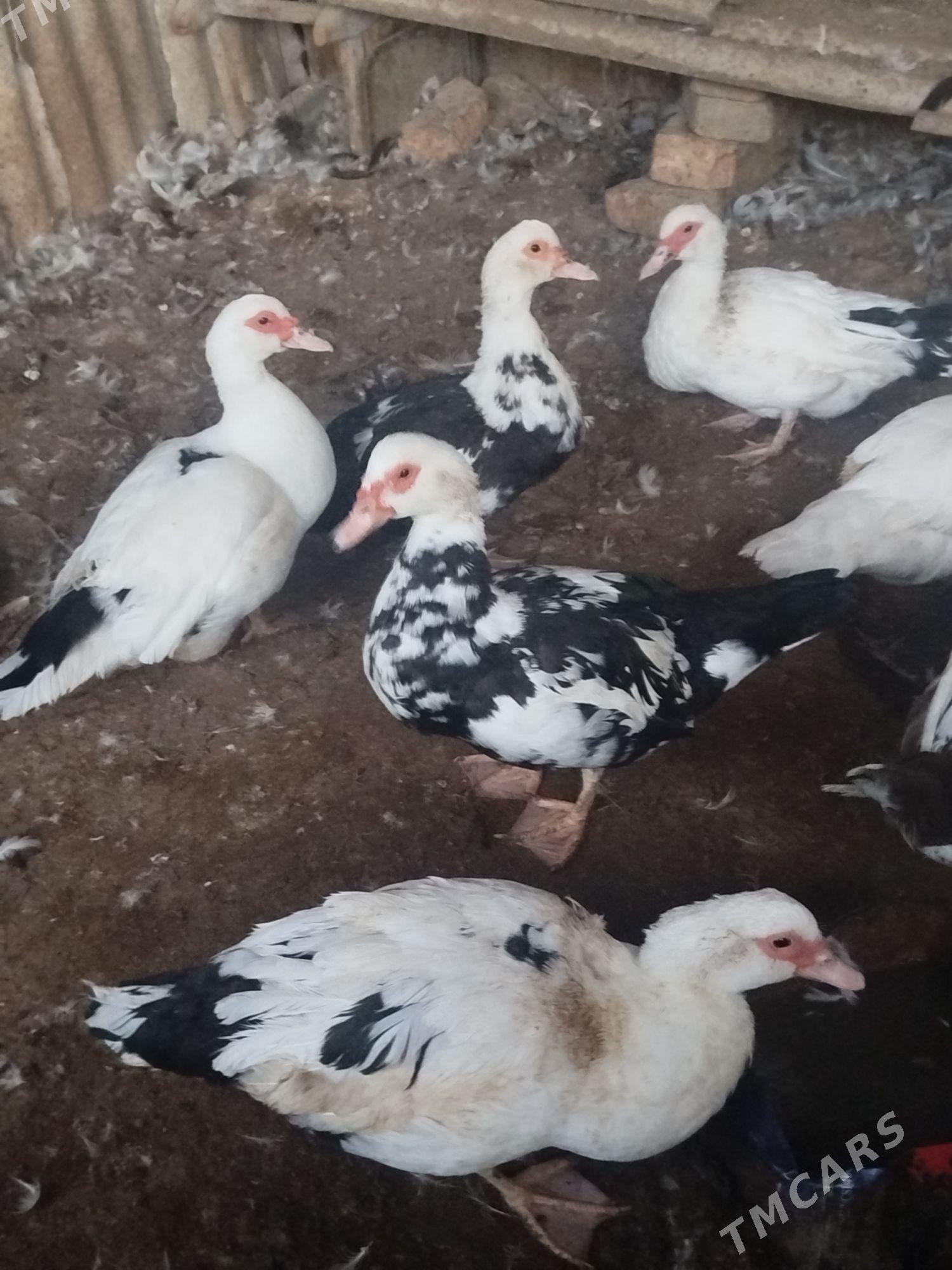 indawutga - Gökdepe - img 3