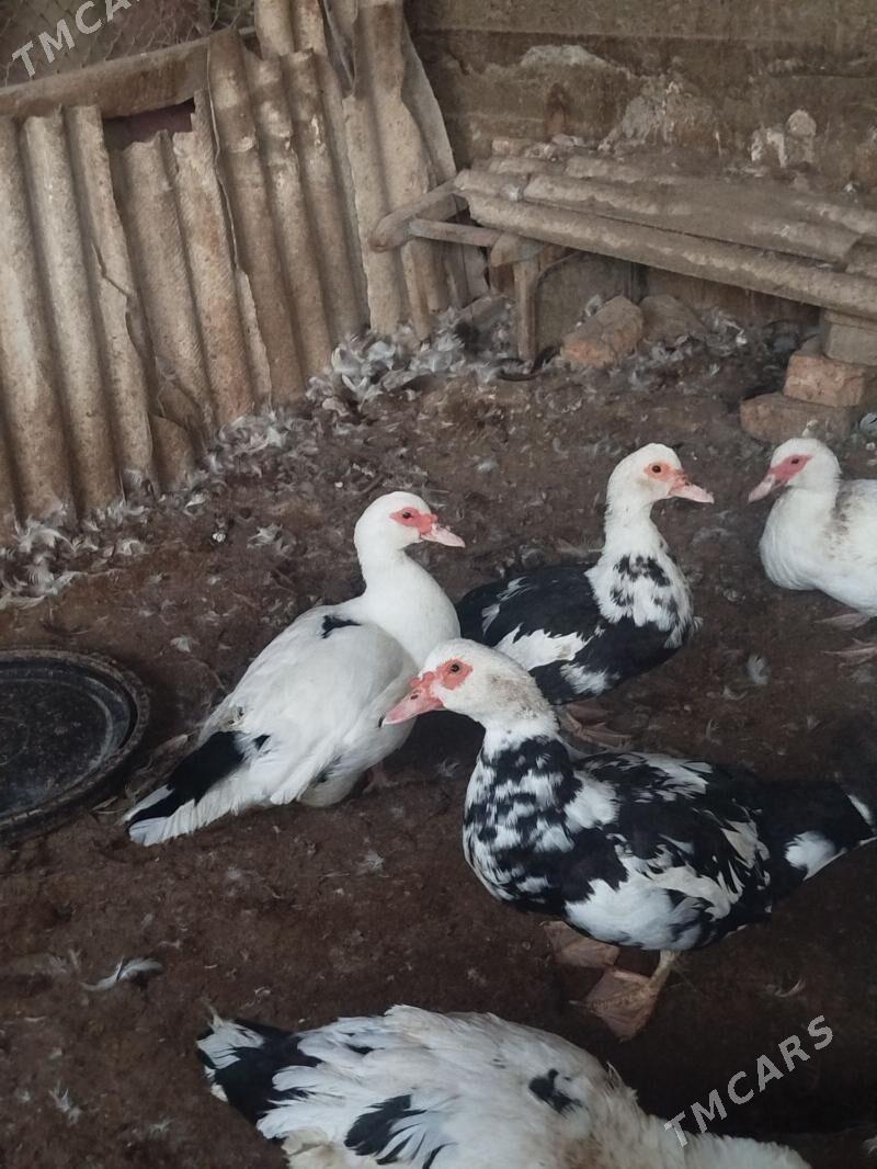 indawutga - Gökdepe - img 2